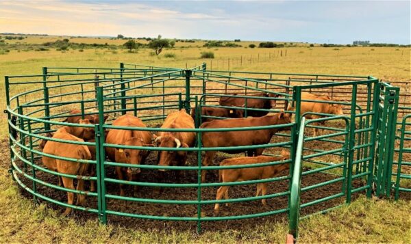 Cattle Force Pen