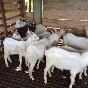 saanen_goats