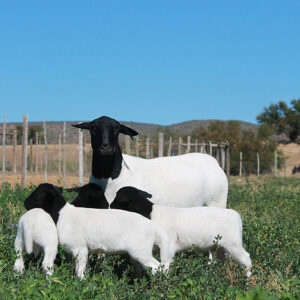 Dorper Sheep