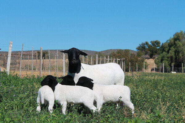Dorper Sheep