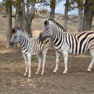 Zebras