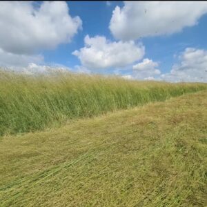 Eragrostis Bales