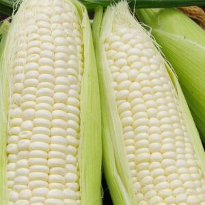 GMO White Maize