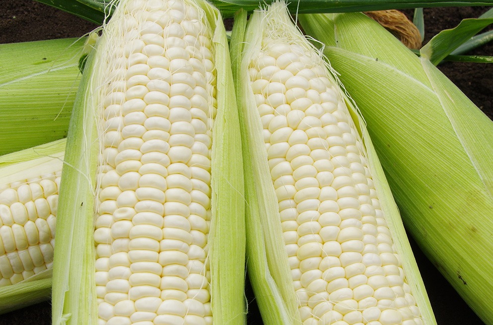Non GMO White Maize