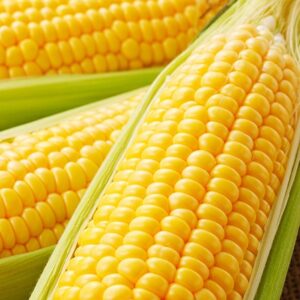GMO Yellow Maize