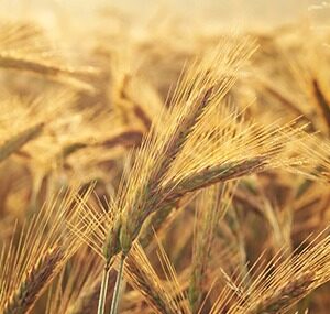 Wheat