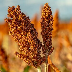 Sorghum (IPP)